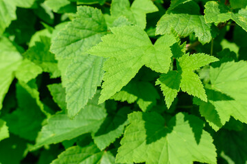 Green leaves of the garden blackcurrant. Bright sunlight, shadows. Spring, summer concept.