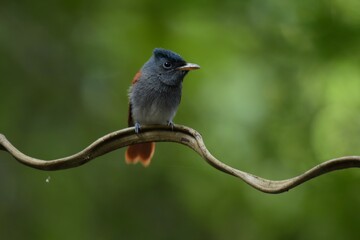 With a short crest set as a ridge Dark gray head and chest The top head is dark, slightly glimpse. The skin around the eyes and mouth is dark blue.