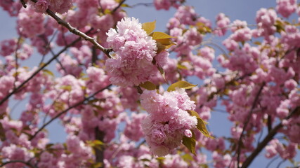 Pink spring blossom in full bloom in mid afternoon day time