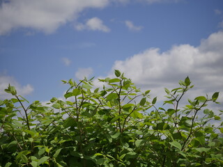 Bush with green leaves against afternoon blue sky with white and gray clouds in mid afternoon day time light