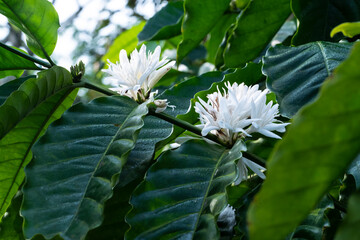 coffee flower on coffee tree
