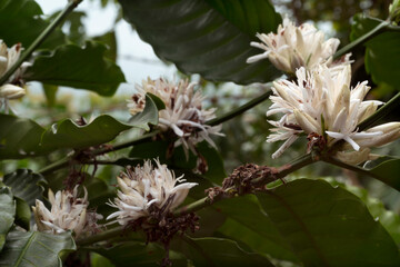 coffee flower on coffee tree