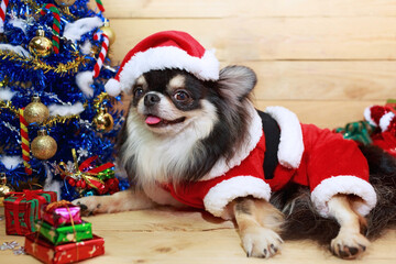 Chihuahua dog wear Santa hat.