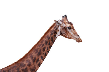 Giraffe on white background.