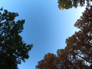 日本の有名な公園で見た秋の紅葉の空