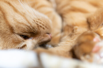 寝ている猫ちゃん　茶トラ猫