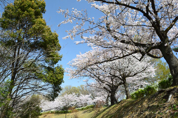Row of cherry blossom trees under the fine weather