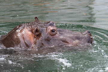 Fototapeta premium 泳ぐカバ
