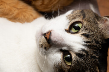 見つめる猫　キジトラ猫