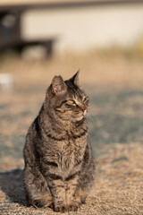 自由な存在　キジトラ猫