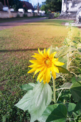 Yellow flower in the field.