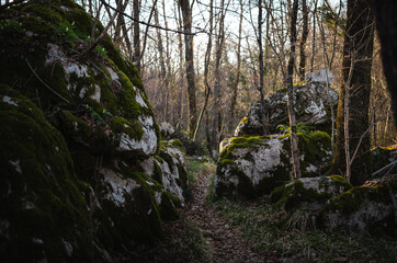 Forest path, surrounded by rocks and trees, illuminated by the afternoon sun