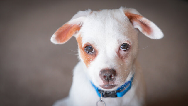jack russell terrier puppy portrait 