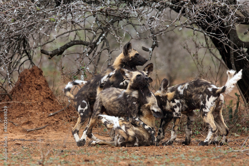 Poster The African wild dog, African hunting dog or African painted dog (Lycaon pictus),  playing puppies