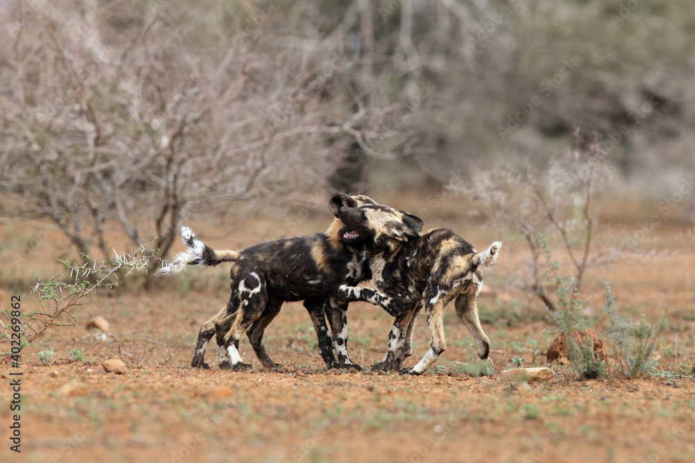 Wall mural The African wild dog, African hunting dog or African painted dog (Lycaon pictus), playing puppies in the dry savannah among thorny bushes.