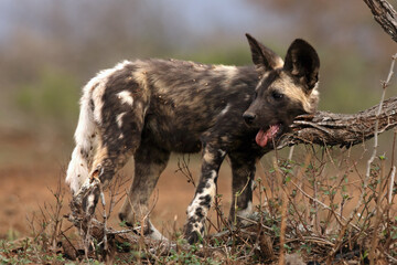 The African wild dog, African hunting dog or African painted dog (Lycaon pictus). A puppy of a wild dog standing in the savannah with his mouth open.