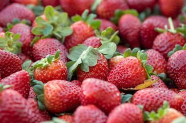 Fresh organic strawberries sold at the city market