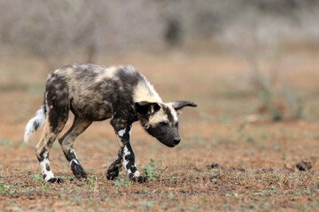 The African wild dog, African hunting dog, or African painted dog (Lycaon pictus), sneaking puppy