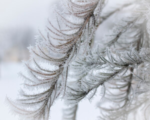 A branch of a coniferous tree covered with fluffy hoarfrost against the background of morning fog.
