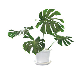 Monstera plant in white pot isolated on white background with clipping path