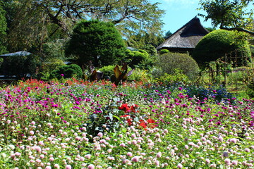 秋の庭(秩父宮記念公園）　　秩父宮親王の旧別邸を公園として一般開放している。萱葺き屋根の母屋が郷愁を誘い、広い庭の花々が安らぎを与えてくれる癒しの場である。