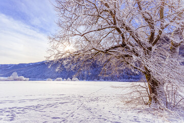 Sunny winter landscape in the alps: Mountain range, snowy trees and fields