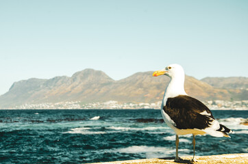 Sea gull