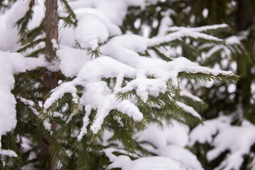 snow covered fir tree