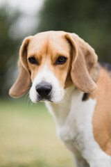 Beagle con mirada seria 
