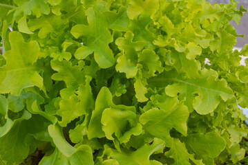 juicy lettuce leaves grow in the vegetable garden, ready to eat