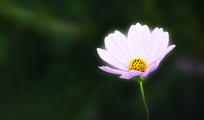 Light purple flower on dark green background
