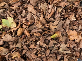 日本の有名な公園にある秋の落ち葉の絨毯