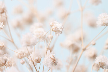 Fototapeta na wymiar Gypsophila delicate romantic dry little white flowers bouquet on light blue bokeh natural background macro