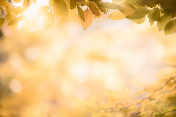 Nature of autumn leaf in garden using as background natural wallpaper