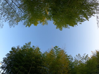 眼前に広がる青々とした竹林と透き通った空