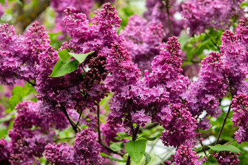 Lilac garden trees under the rain nature spring time with free space text