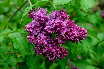 Obraz premium Lilac garden trees under the rain nature spring time with free space text
