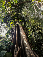 tree in the forest