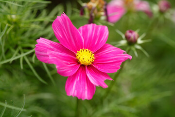 Obraz premium Kosmee (Cosmea) Blumen auf einer Blumenwiese, Niedersachsen, Deutschland, Europa