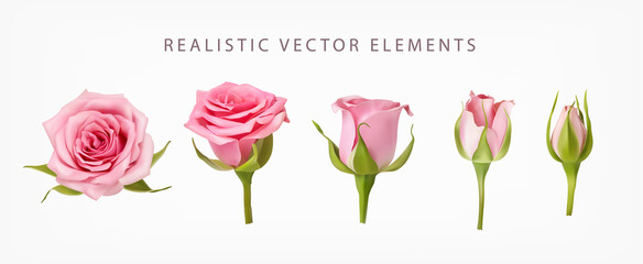 Realistic vector elements set of pink roses. Pink bud of rose flower and an open flower isolated on white. - 402275227