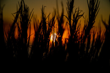 Fototapeta premium Sunset on the beach