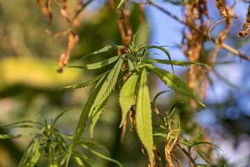 Marijuana plant . Dried out leaves.cannabis leaf grow up in a garden.