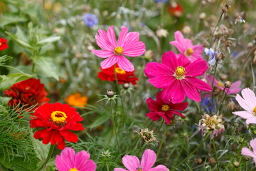 Kosmee (Cosmea) Blumen auf einer  Blumenwiese, Niedersachsen, Deutschland, Europa