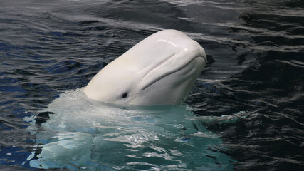 Weißwal - Beluga
