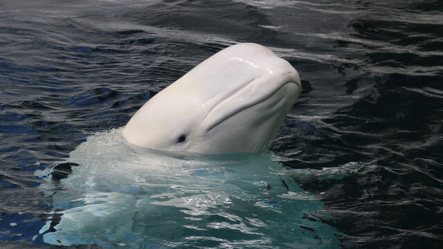 Wei&szlig;wal - Beluga