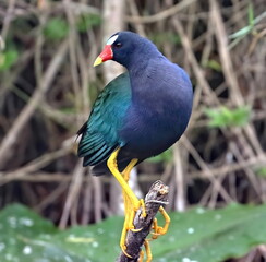 American purple gallinule up close in Everglades National Park at Shark Valley. Porphyrio martinicus.