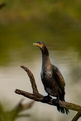 great cormorant or large black cormorant portrait during breeding season at winters of keoladeo ghana national park or bharatpur bird sanctuary rajasthan india