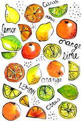 Lemon, orange, lime, citrus illustration, drawn with ink, painted with watercolors, bright, colorful