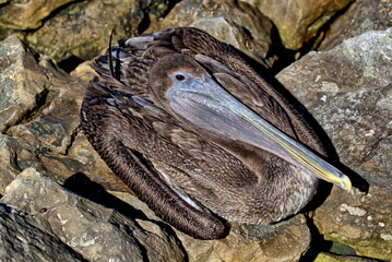 Looking down upon an immature Brown pelican in the rocks. Pelecanus occidentalis.