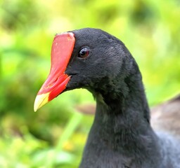 Head shot of Common gallinule with red beak. Gallinula galeata.